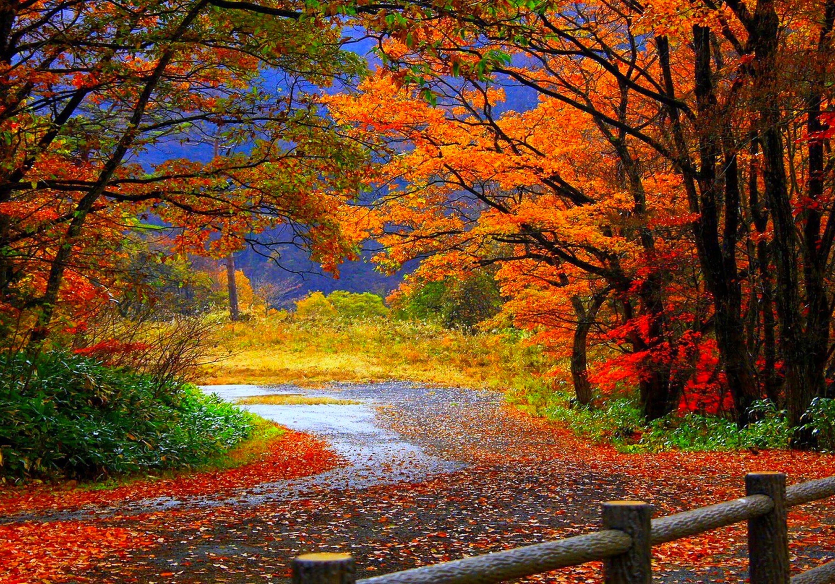 A road with leaves on the ground and trees