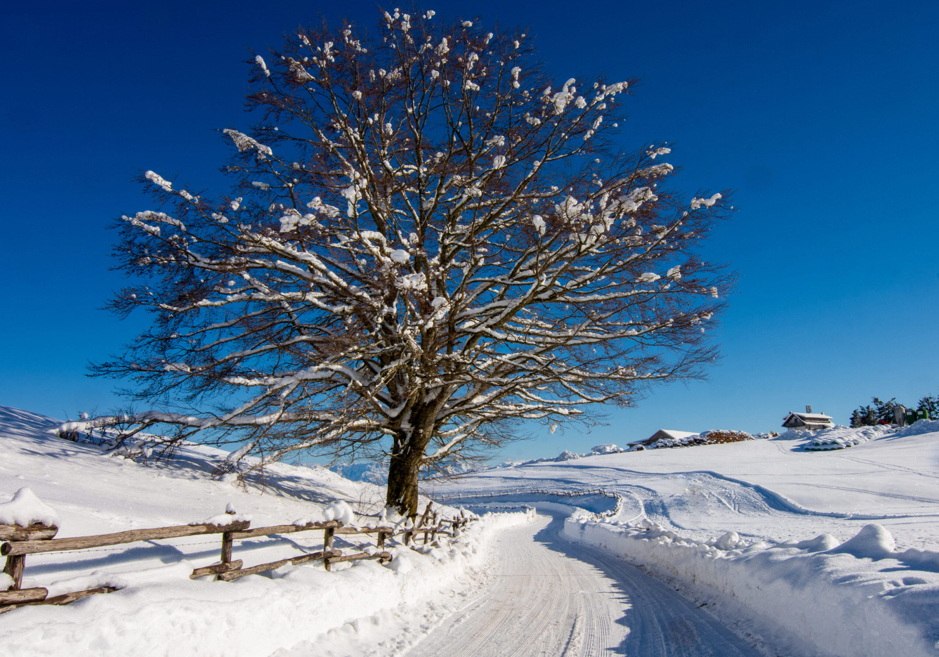 A tree is standing in the snow near a road.