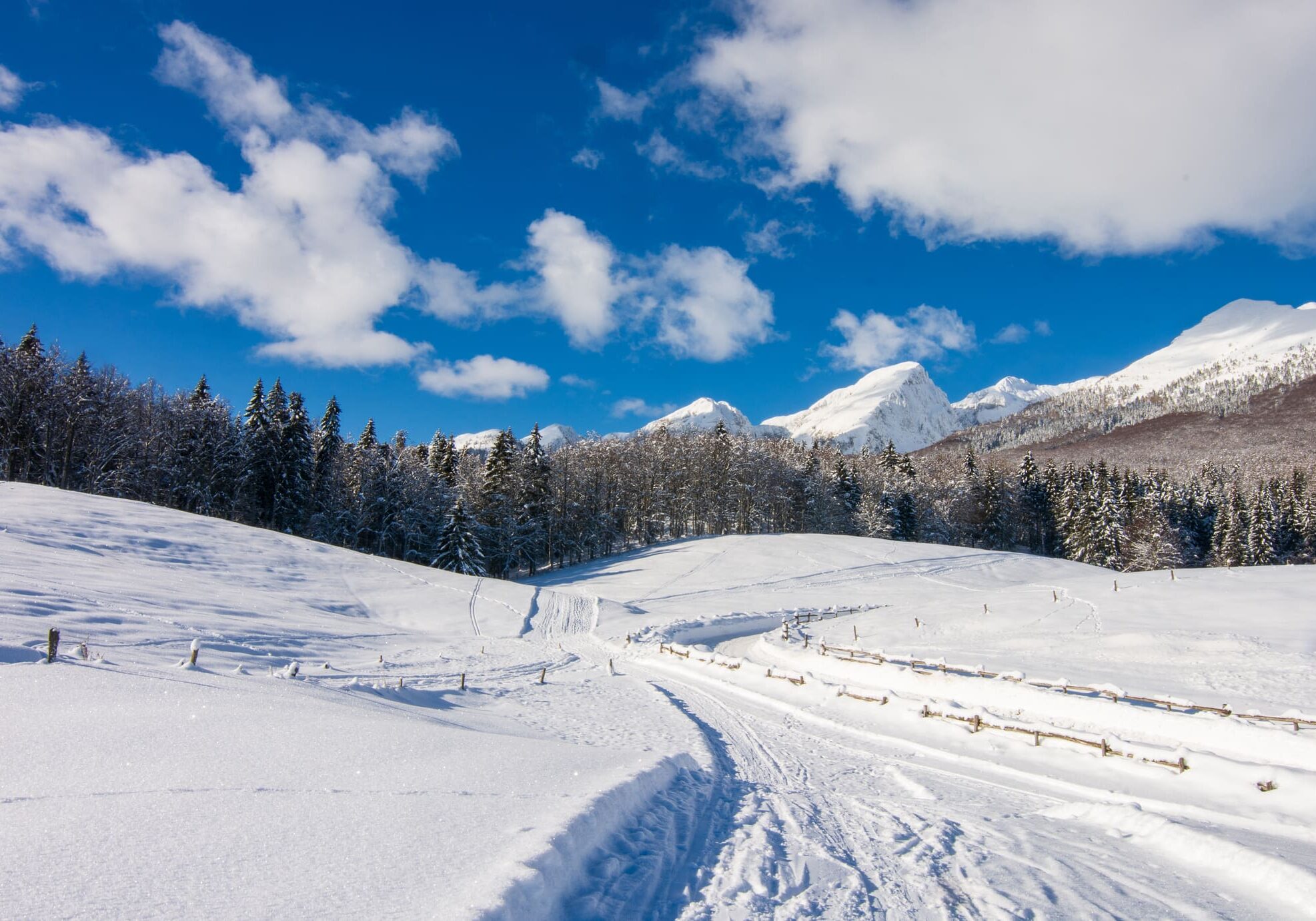 A snowy field with trees and mountains in the background.