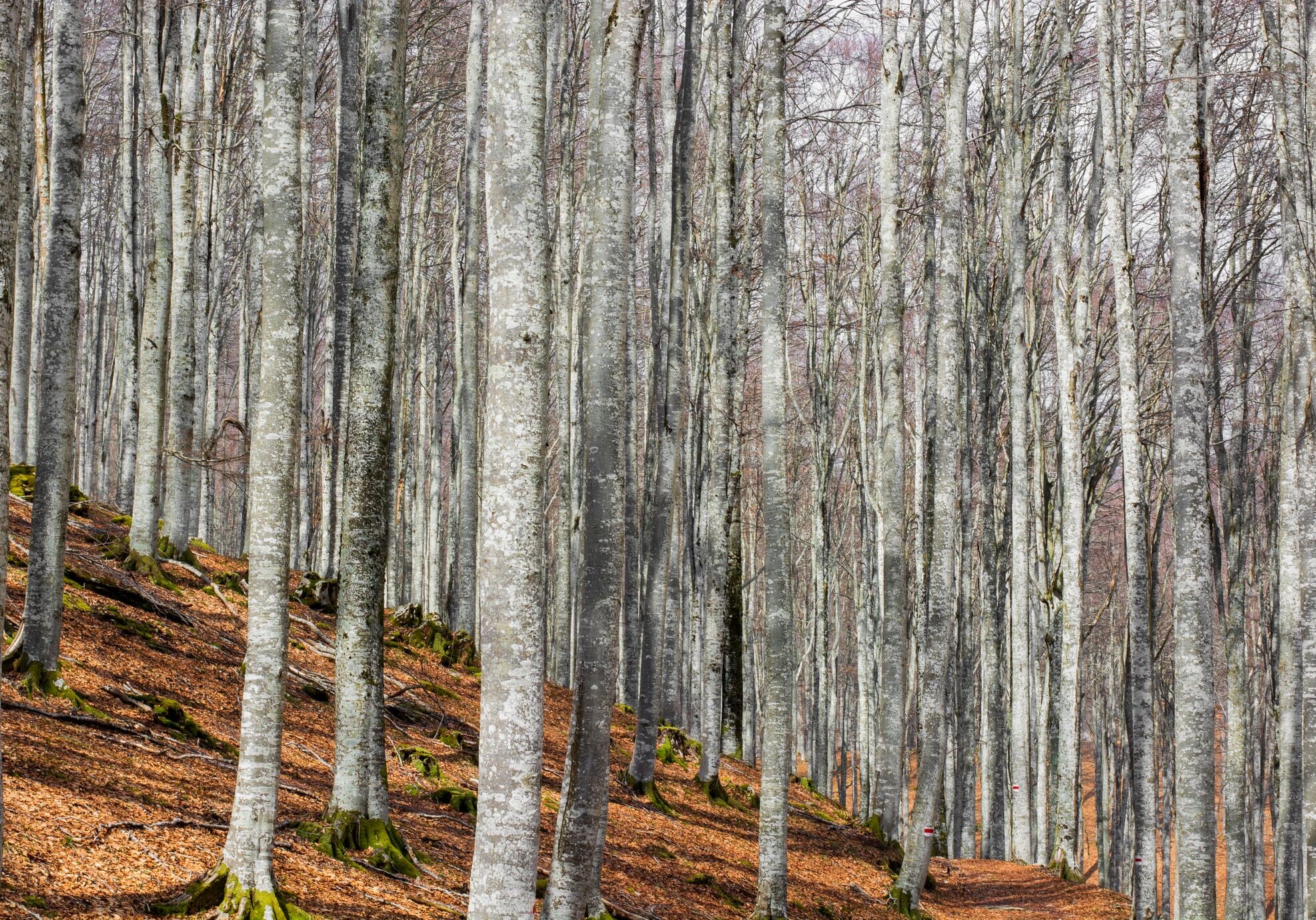 A forest with many trees on the side of it