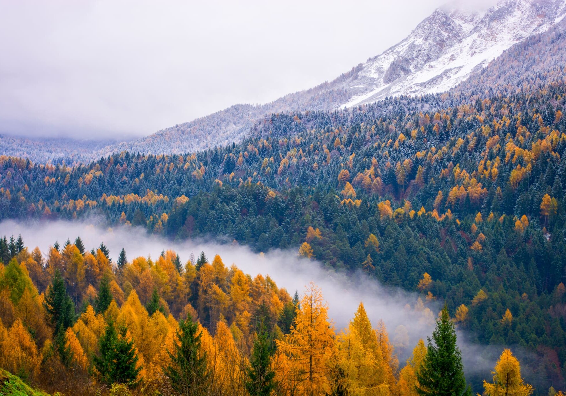 A view of trees in the mountains with fog.