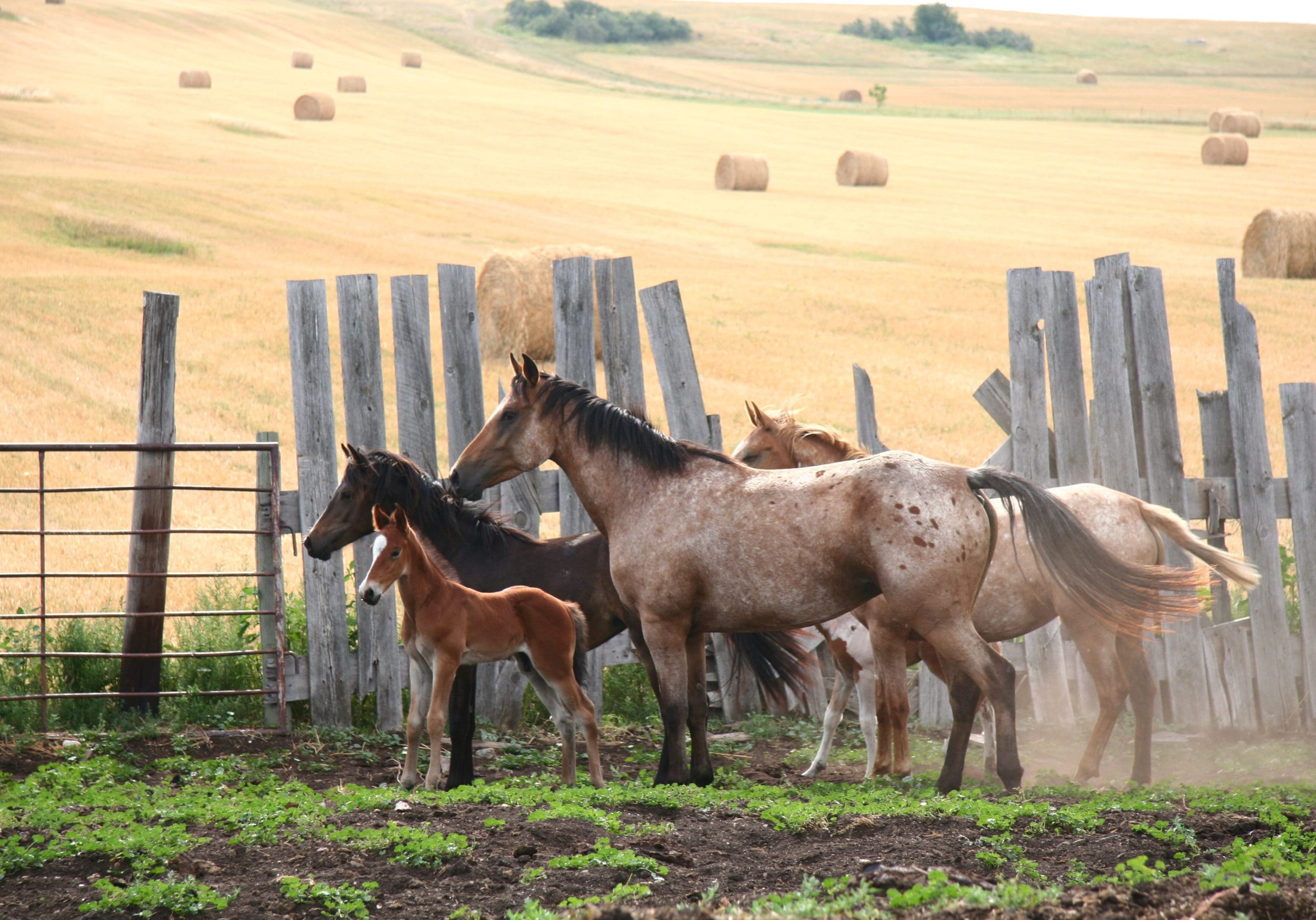 A group of horses standing in the grass.